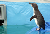 Penguin Diving into Pool, Oiled Wildlife Response Centre, Tauranga, NZ