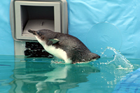 Penguin Diving into Pool, Oiled Wildlife Response Centre, Tauranga, NZ