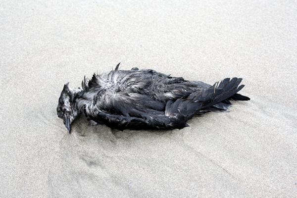 Dead Bird, Papamoa Beach, Rena Disaster, Oil Spill, Tauranga, New Zealand