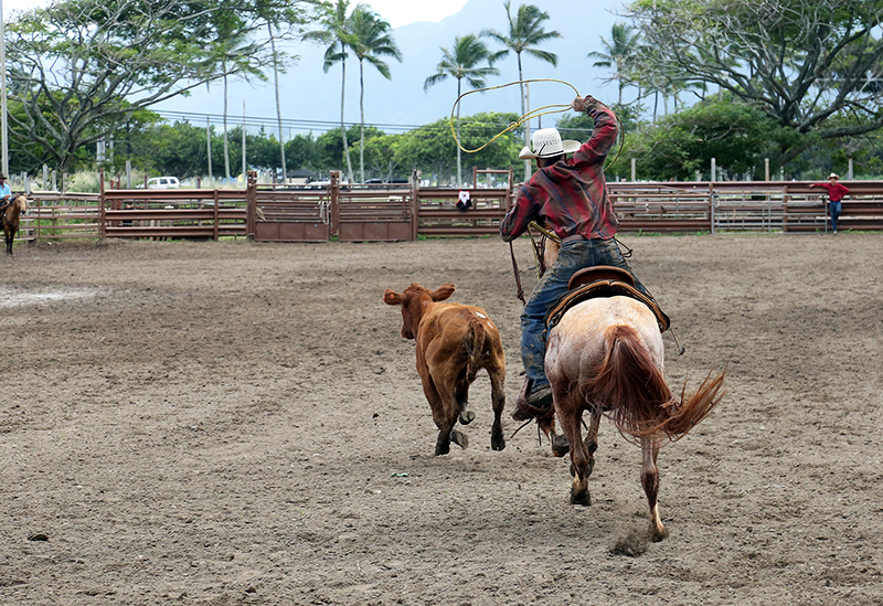 Hawaiian Rodeo : Richard Moore : Journalist : Photographer :Black and White : Portraits